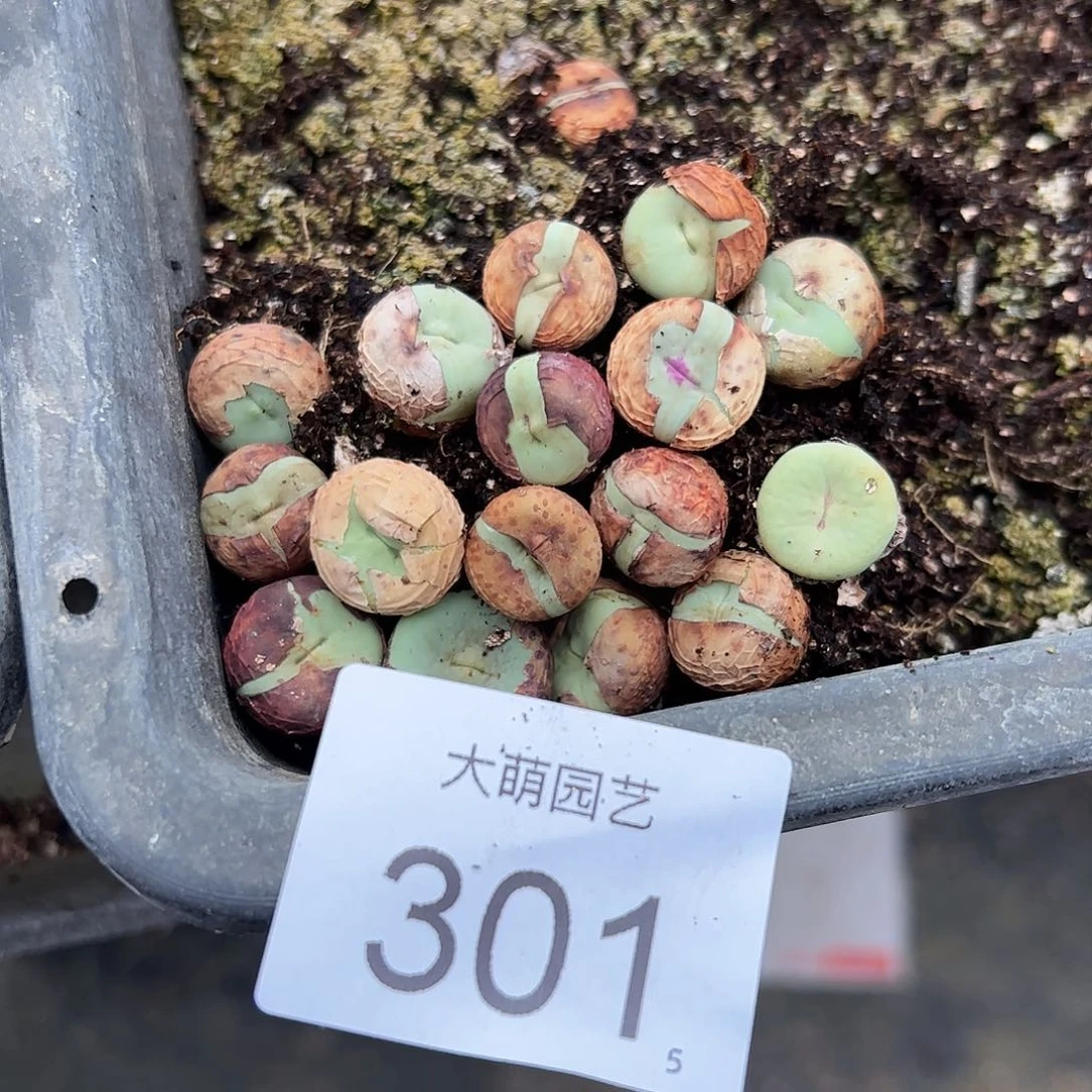 0000301量拍以下1颗