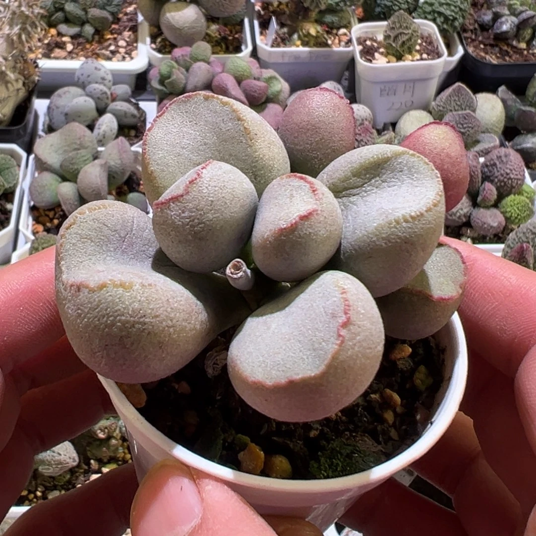粉红色大胖子新品多肉植物水泡