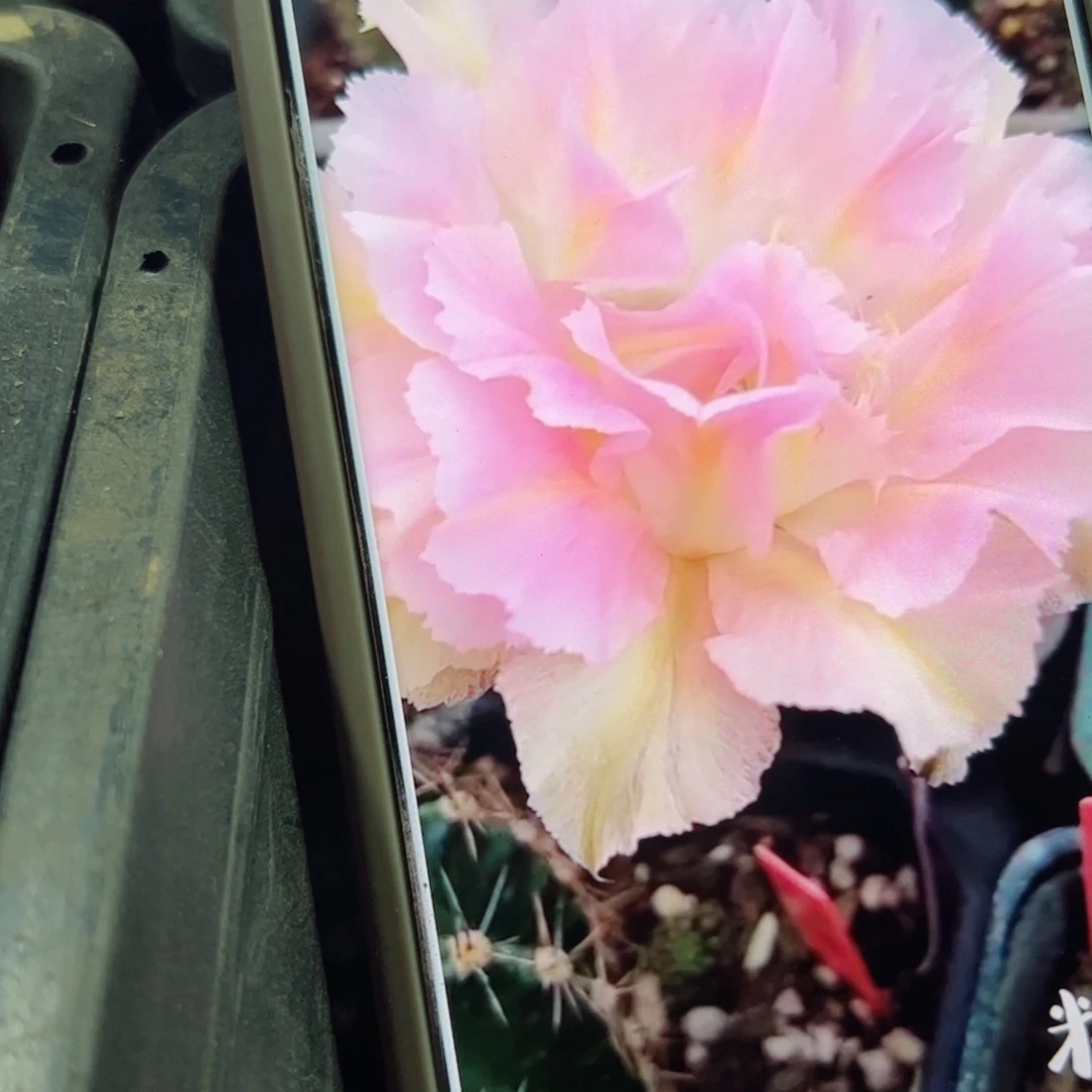 下51彩草新粉洛歪无根侧芽4公分左右20包邮