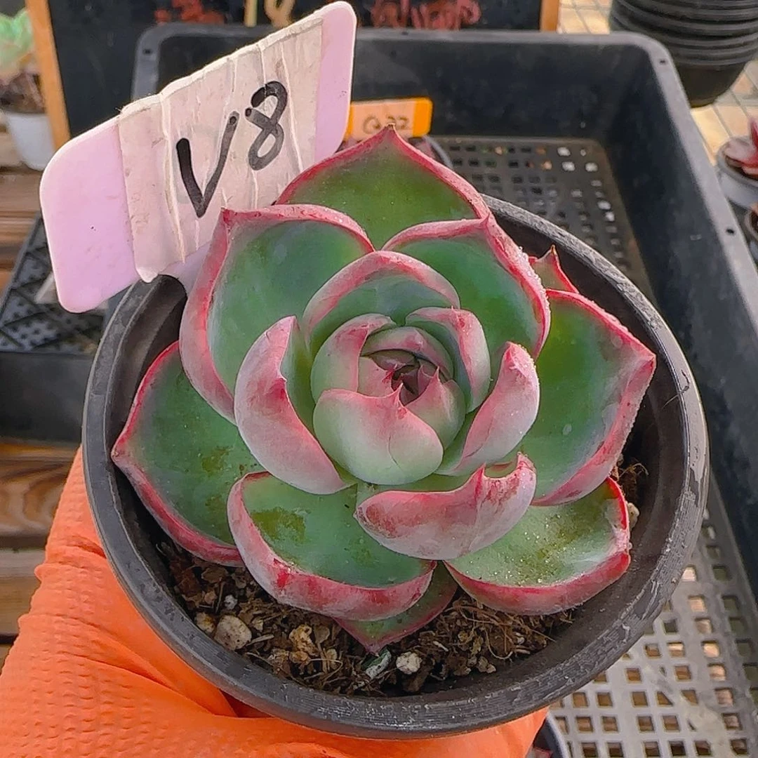 @**然V8 惊鸿仙子多肉植物