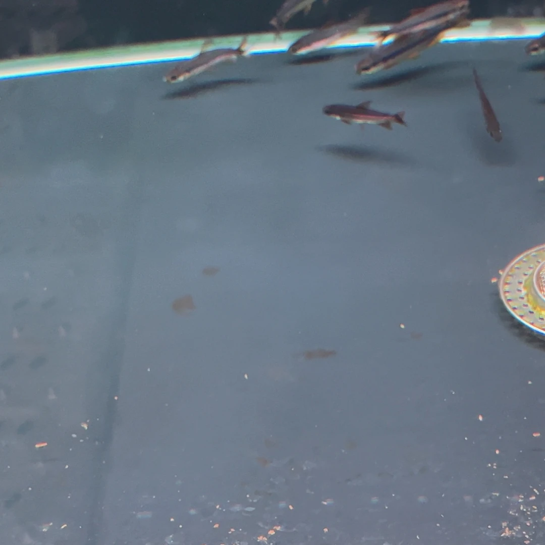 海水鱼小***飘樱桃火焰刚果