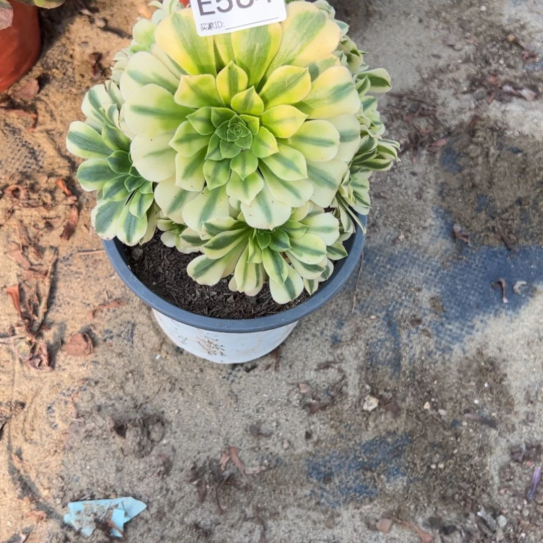 564金丝翡翠琉璃多肉植物