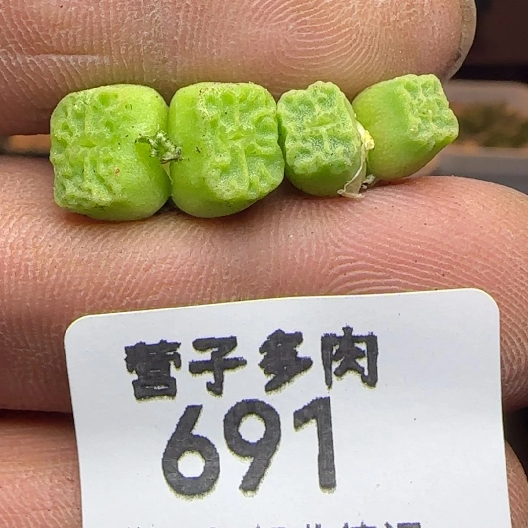 两颗双头1410.657