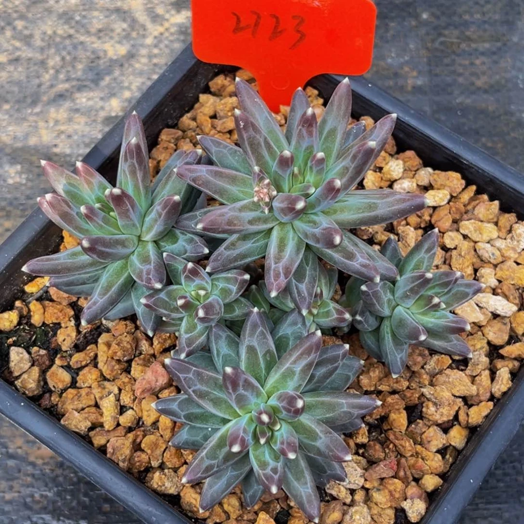 2723号上午多肉植物群生多肉植物