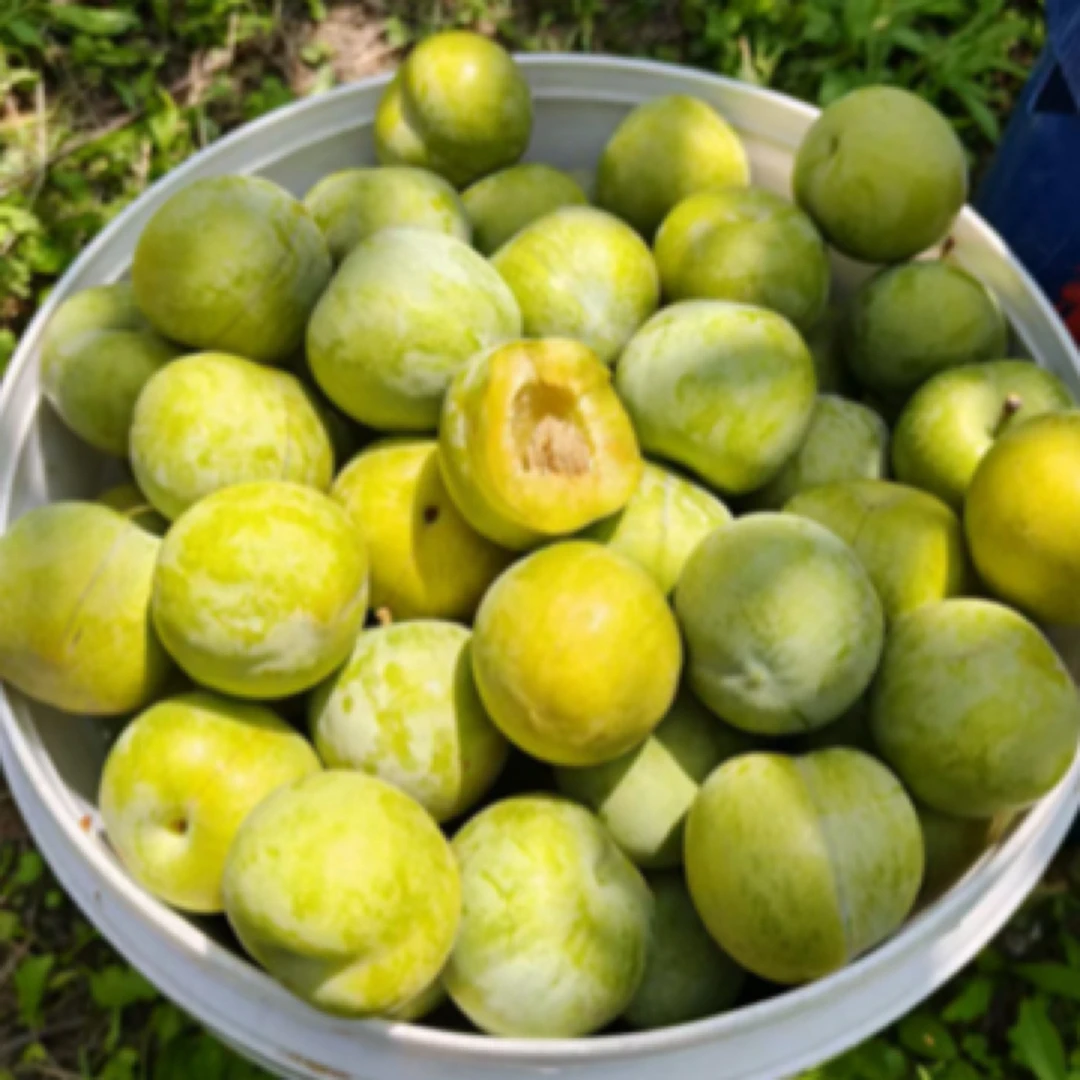 【老油条专属李】大果纸箱5斤四川农户自产山货特色土货土豆