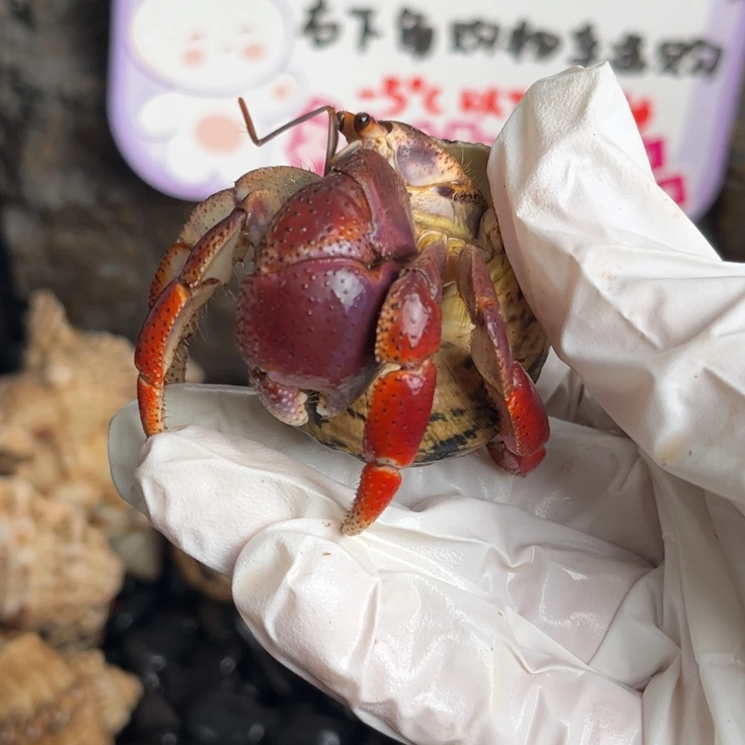 缺腿红西伯3口。
