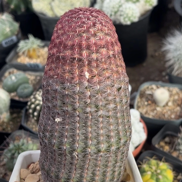 仙人球一物一拍实生