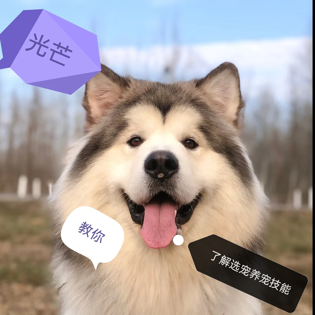 光芒教你挑选狗狗