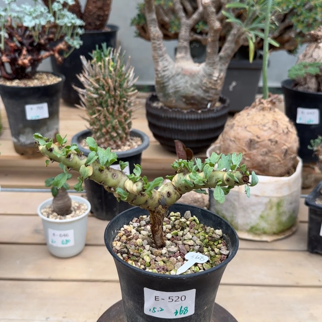 520红花鱼骨城块根植物