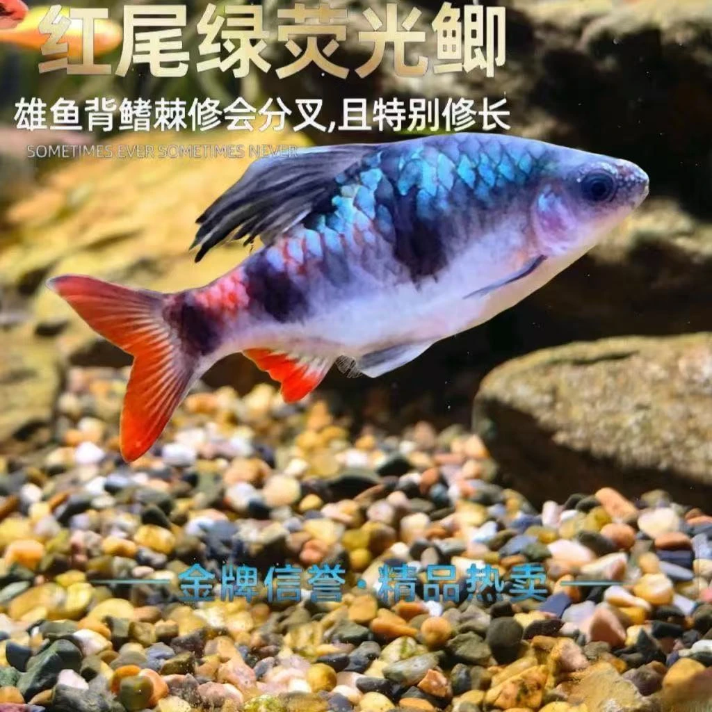 红尾绿荧光鲫道金斯鲃广温鱼原生黑影道人彩虹两点热带好养耐活