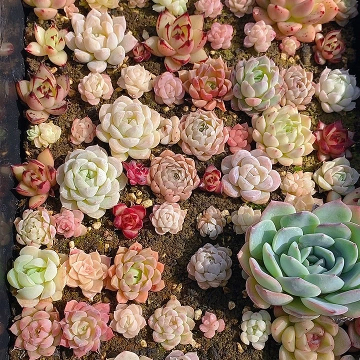 67 多肉植物盆栽花卉植物