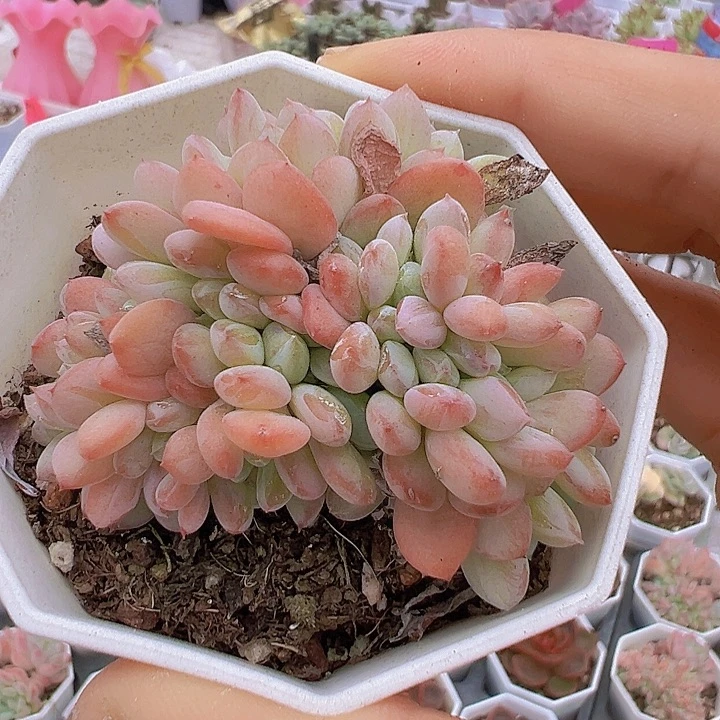 粉珍妮缀化19包邮多肉