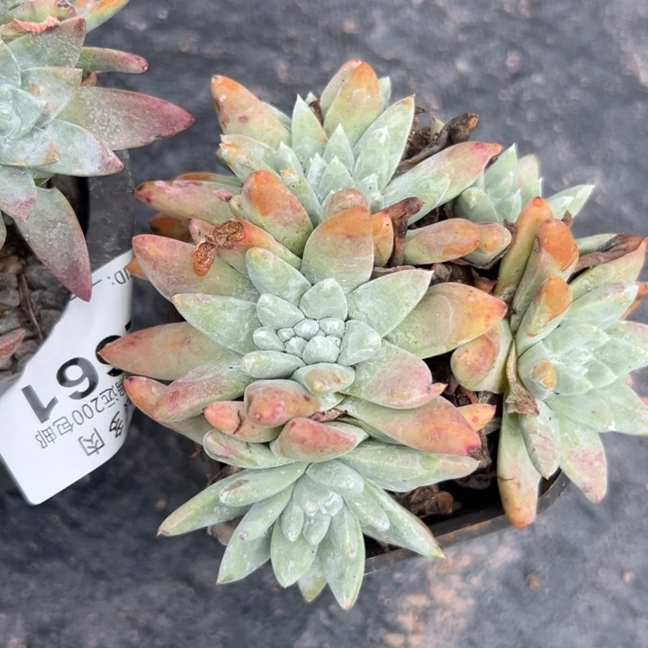 冰***y谢谢姐姐～一物一拍2784