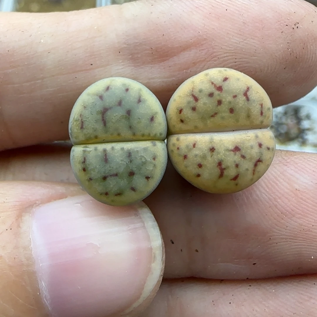 684线绚烂清框福利30包邮