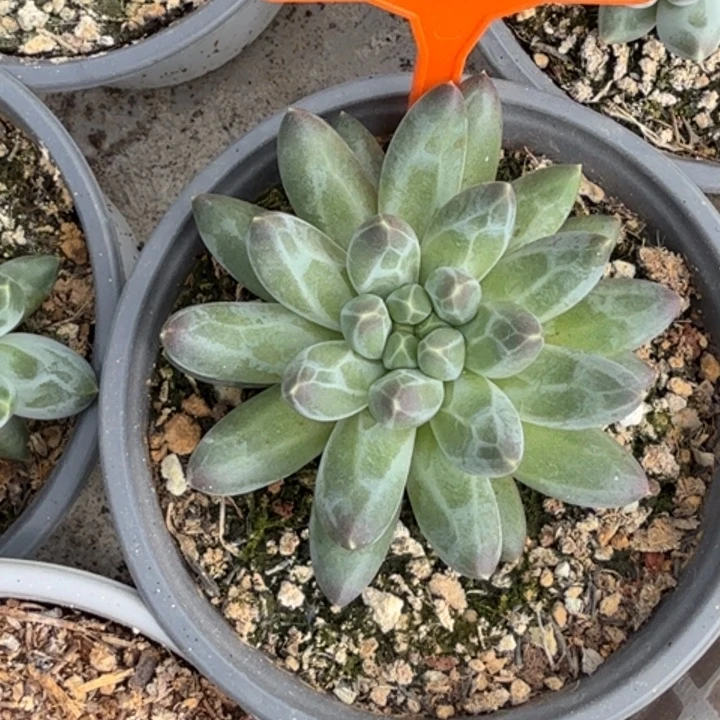 伊卡鲁斯一物一拍454