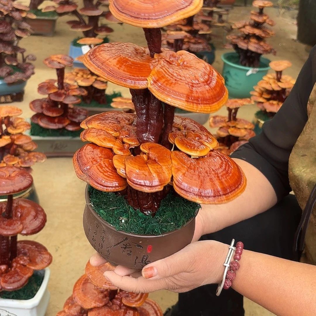 无花朵灵芝12233344