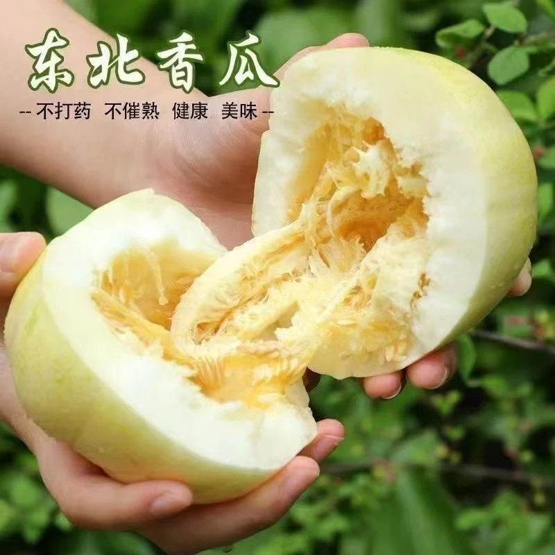 东北头茬香瓜新鲜采摘自然成熟香甜脆口应季水果