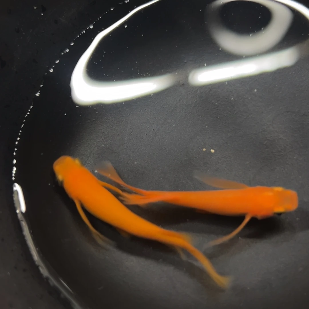 海水鱼振臂高呼复活机会次v