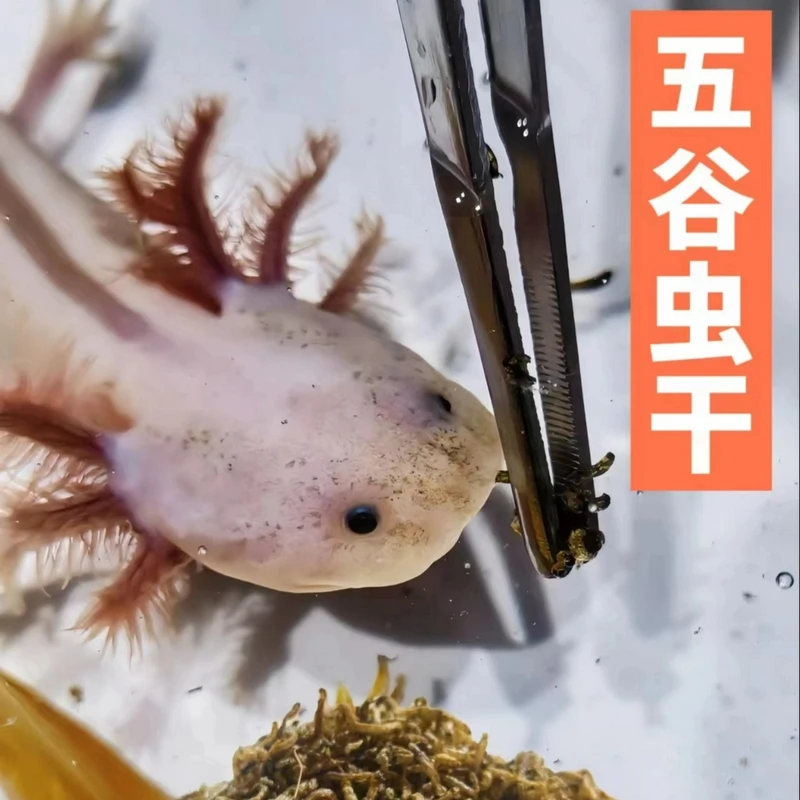 五谷虫干鱼食冻干红虫幼虫热带观赏鱼鱼粮小型鱼六角恐龙鱼饲料