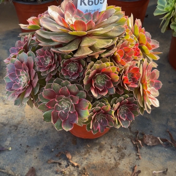 瑞妈，。。。。。605莲花座，