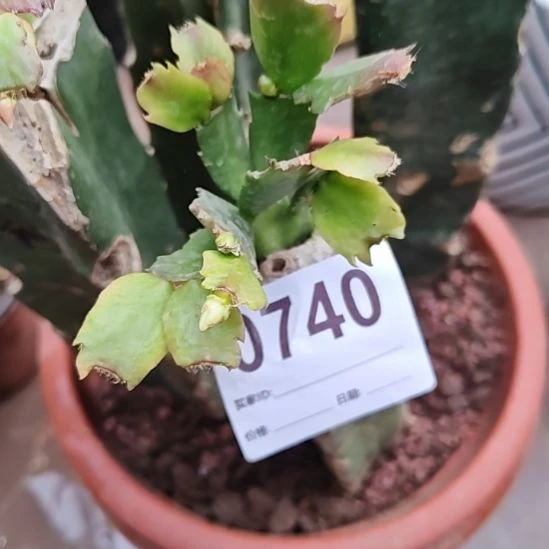 011嫁接零度之上包邮740