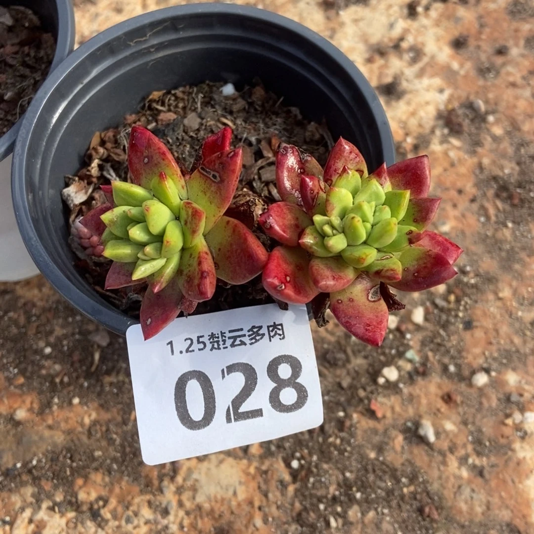 028绿玫瑰多肉植物