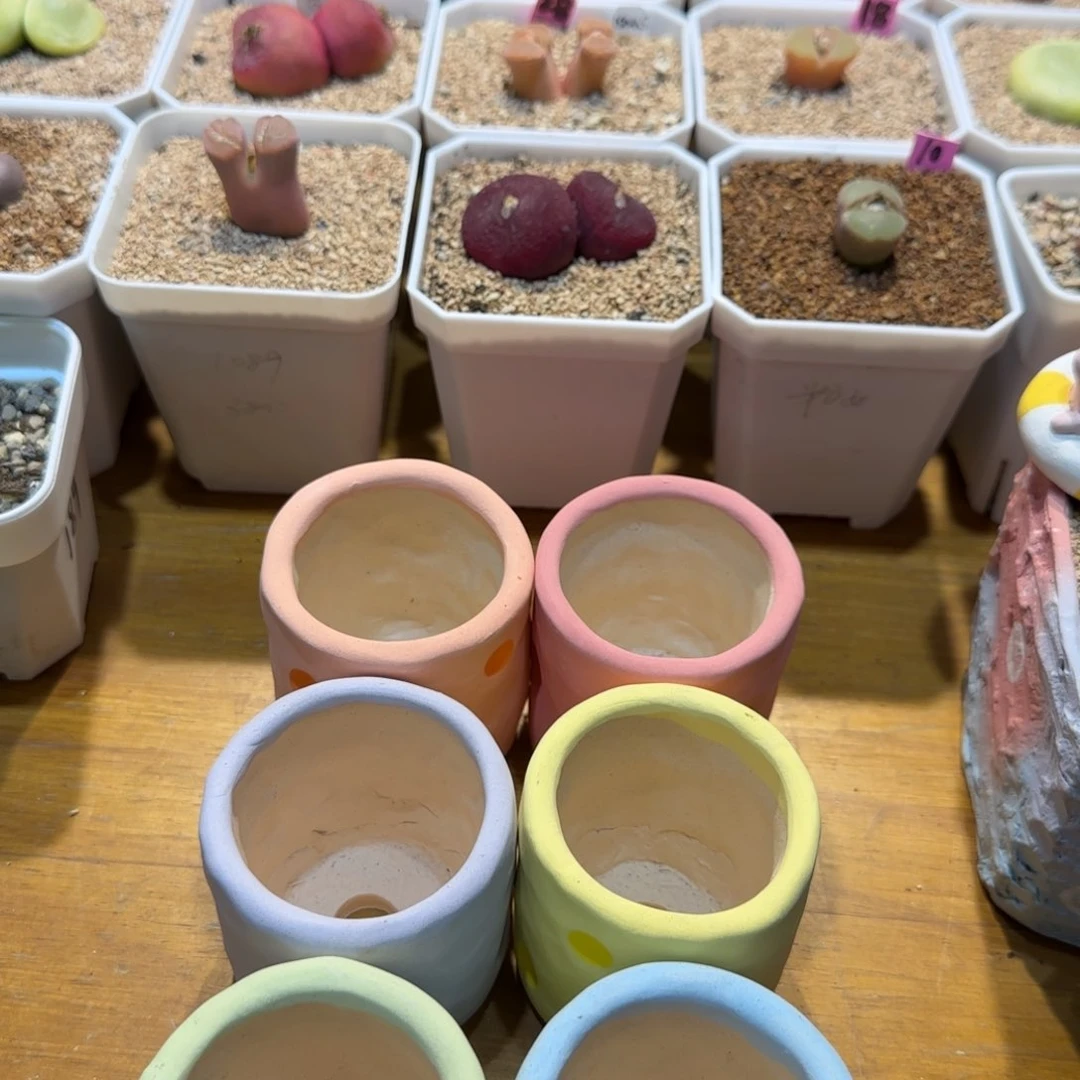 红陶牛**作当然当然当然当然