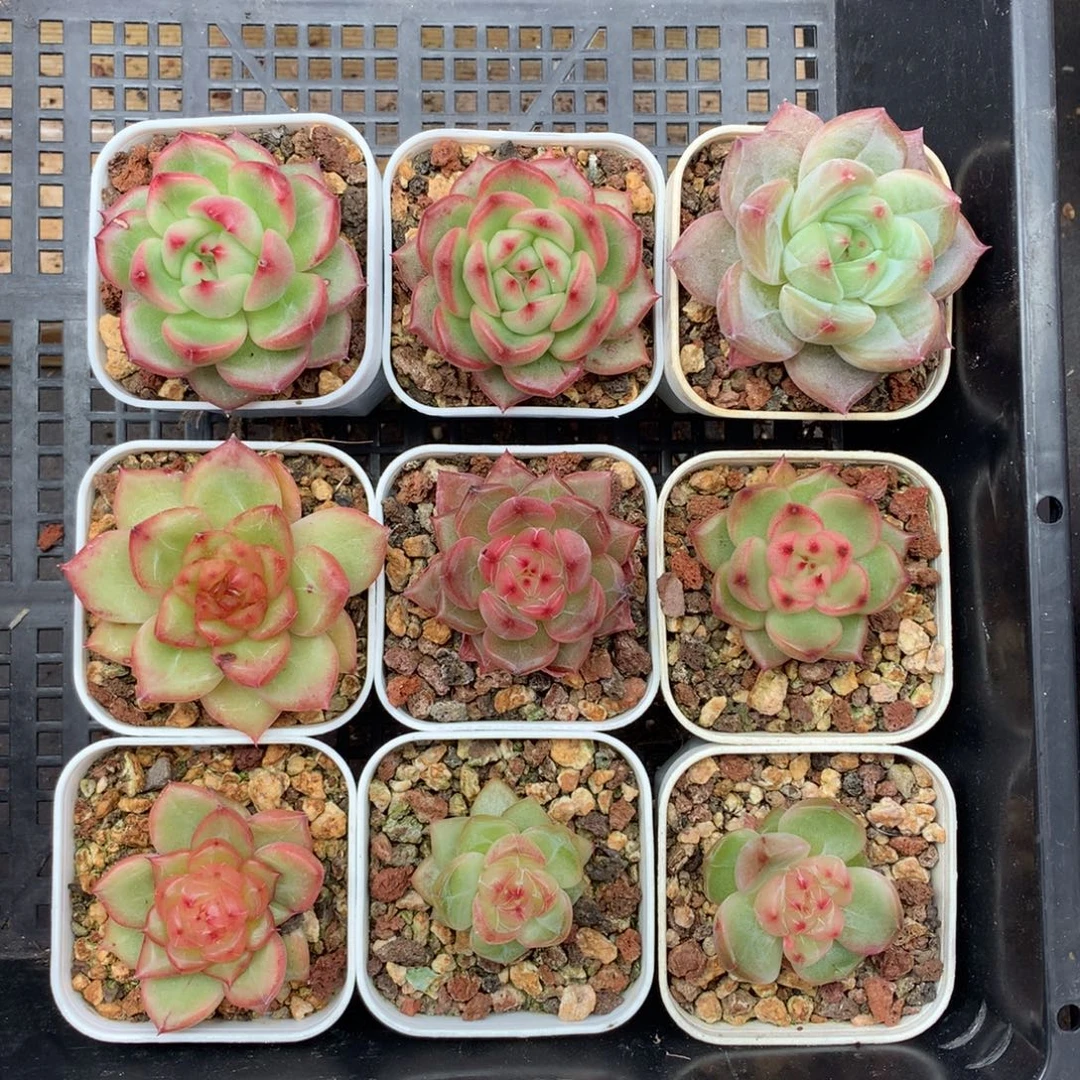 1105-03 七彩珍妮套餐