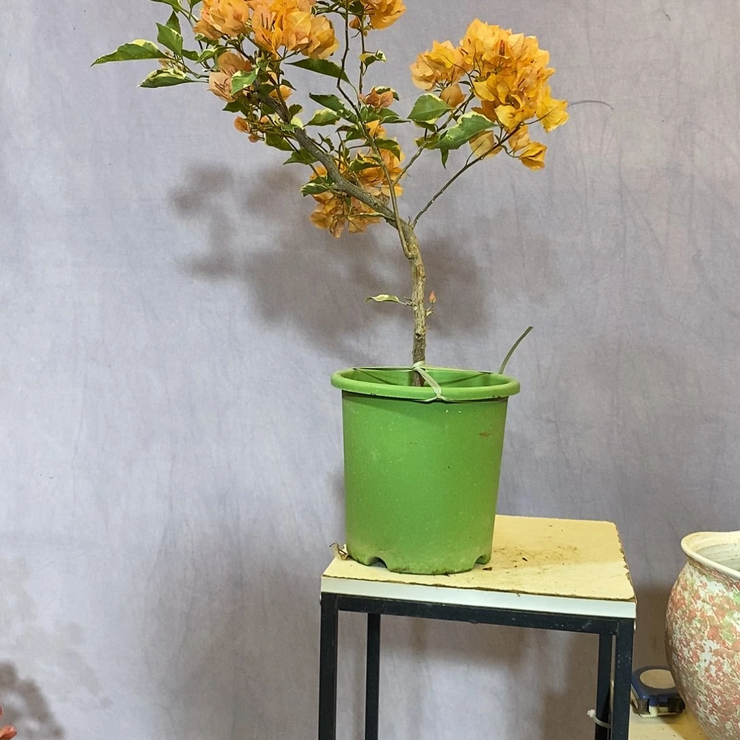 大量花朵（建议范围：8朵-15朵 或40%以上）