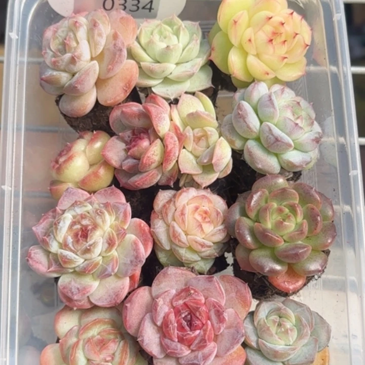 334号   组合新手专用    12颗