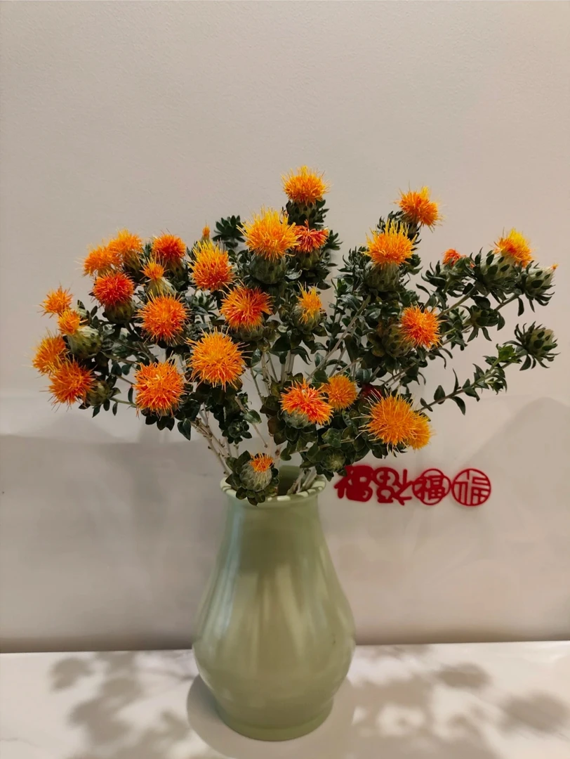 （橙菠萝）菠萝菊鲜花家庭插花装饰长花期云南基地直发