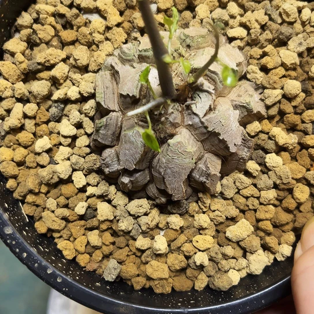 621龟甲龙67578889