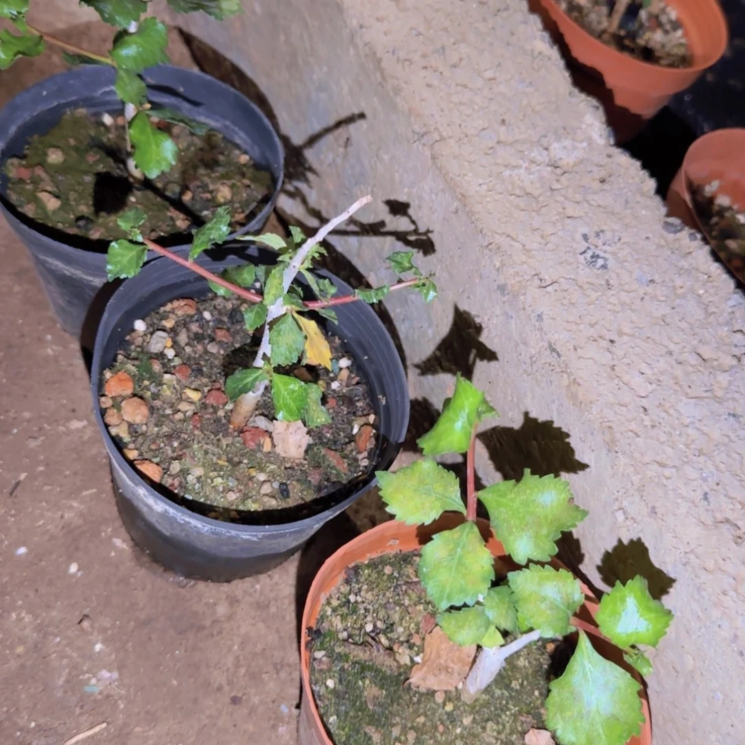 块根植物块根块根