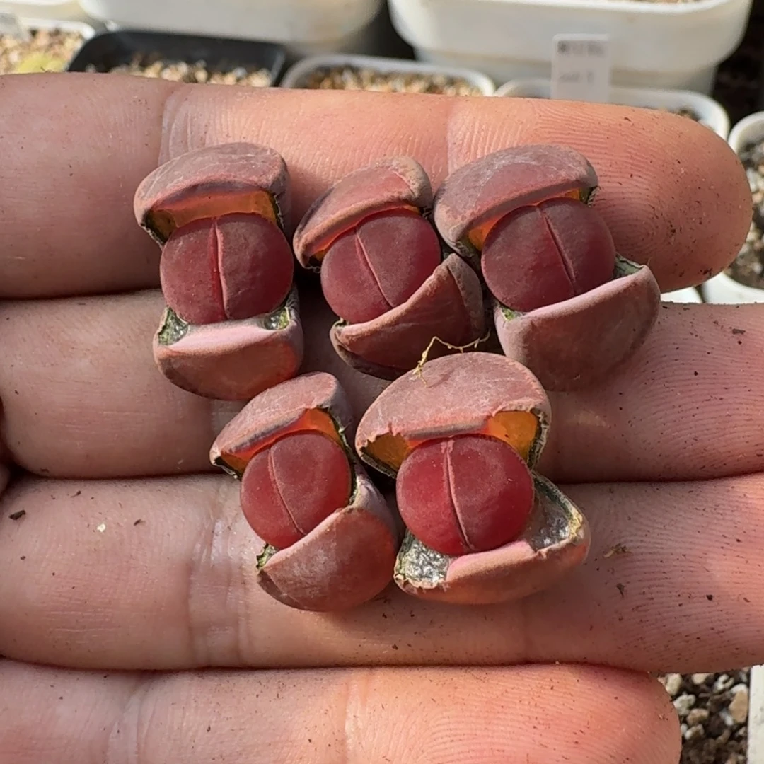 鱼***鱼A156全窗酒红回交版