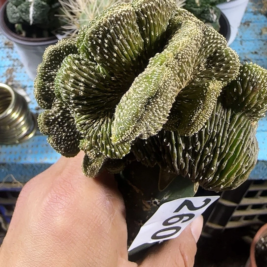 薄叶花龙缀化260仙人球