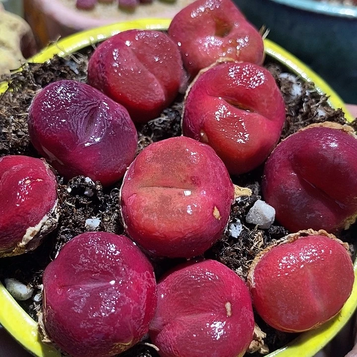 红蟠桃母本一颗有伤