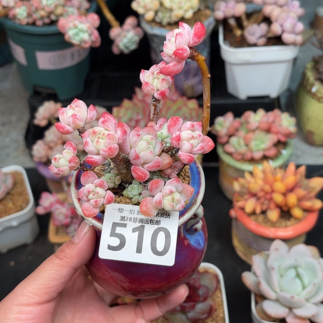 粉香水无盆土发货