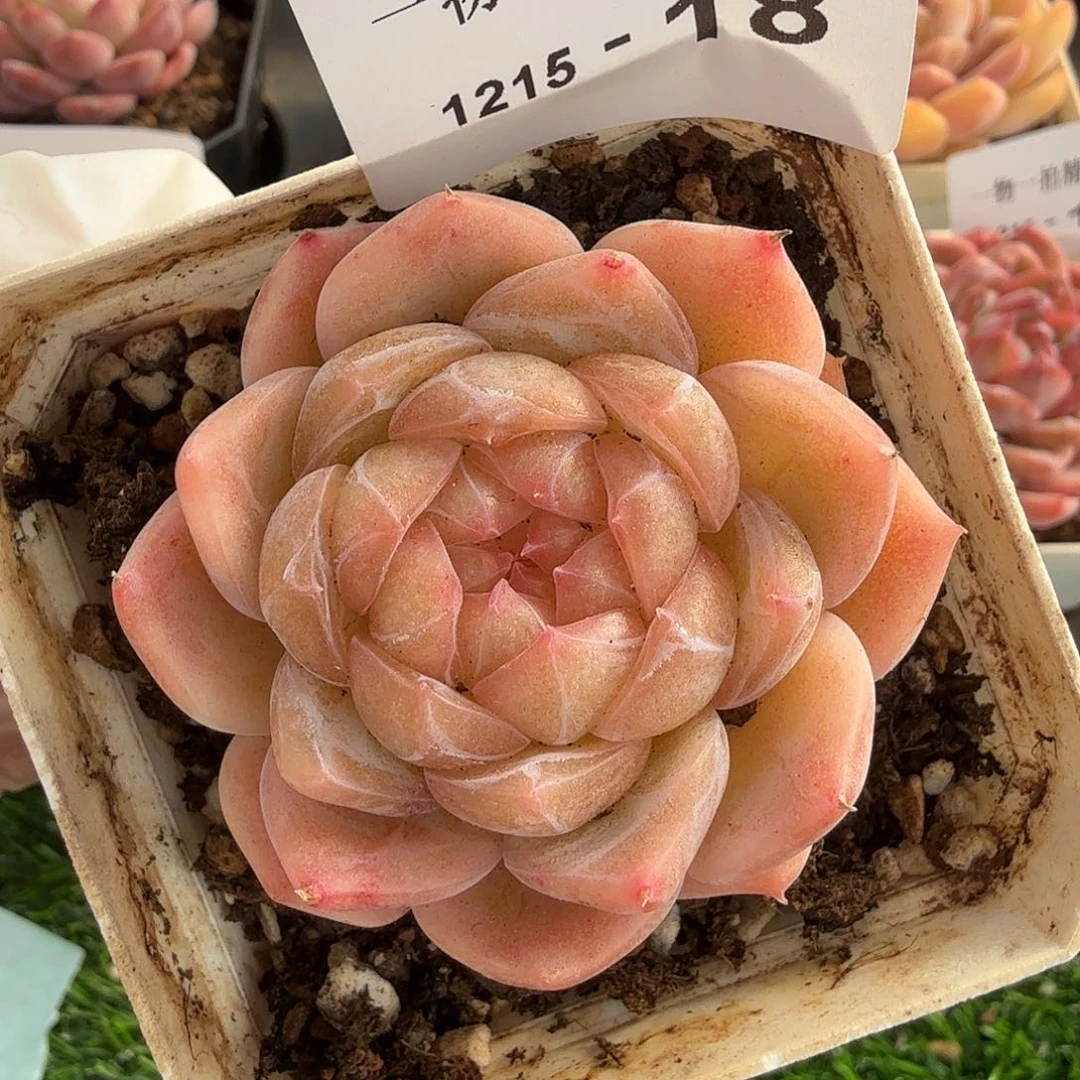 1215-18多肉一物一拍