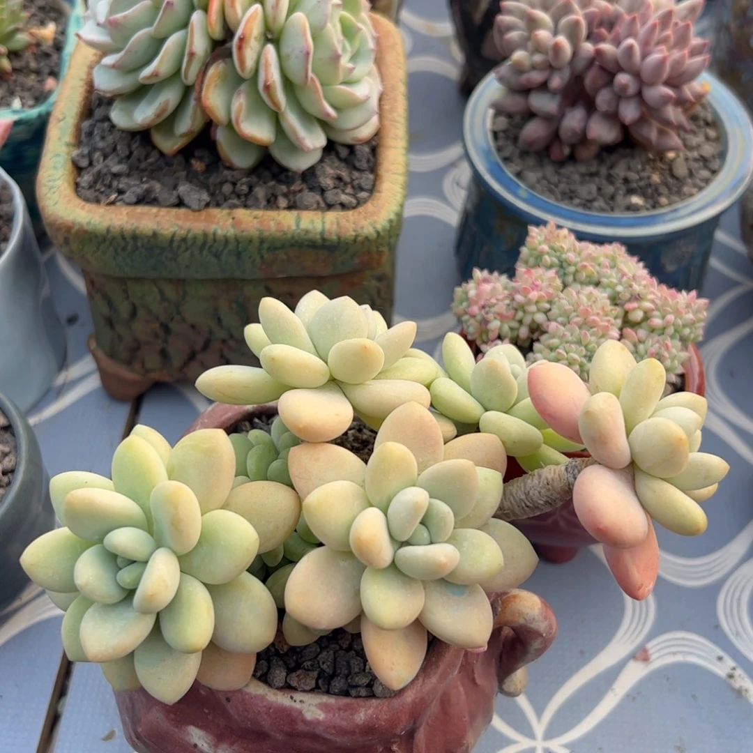 洛神老桩群多肉植物