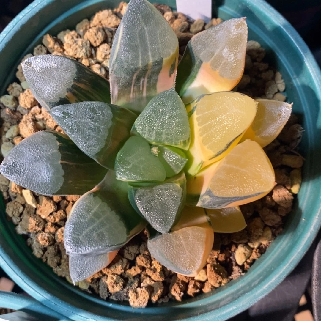 一颗实生大克锦。