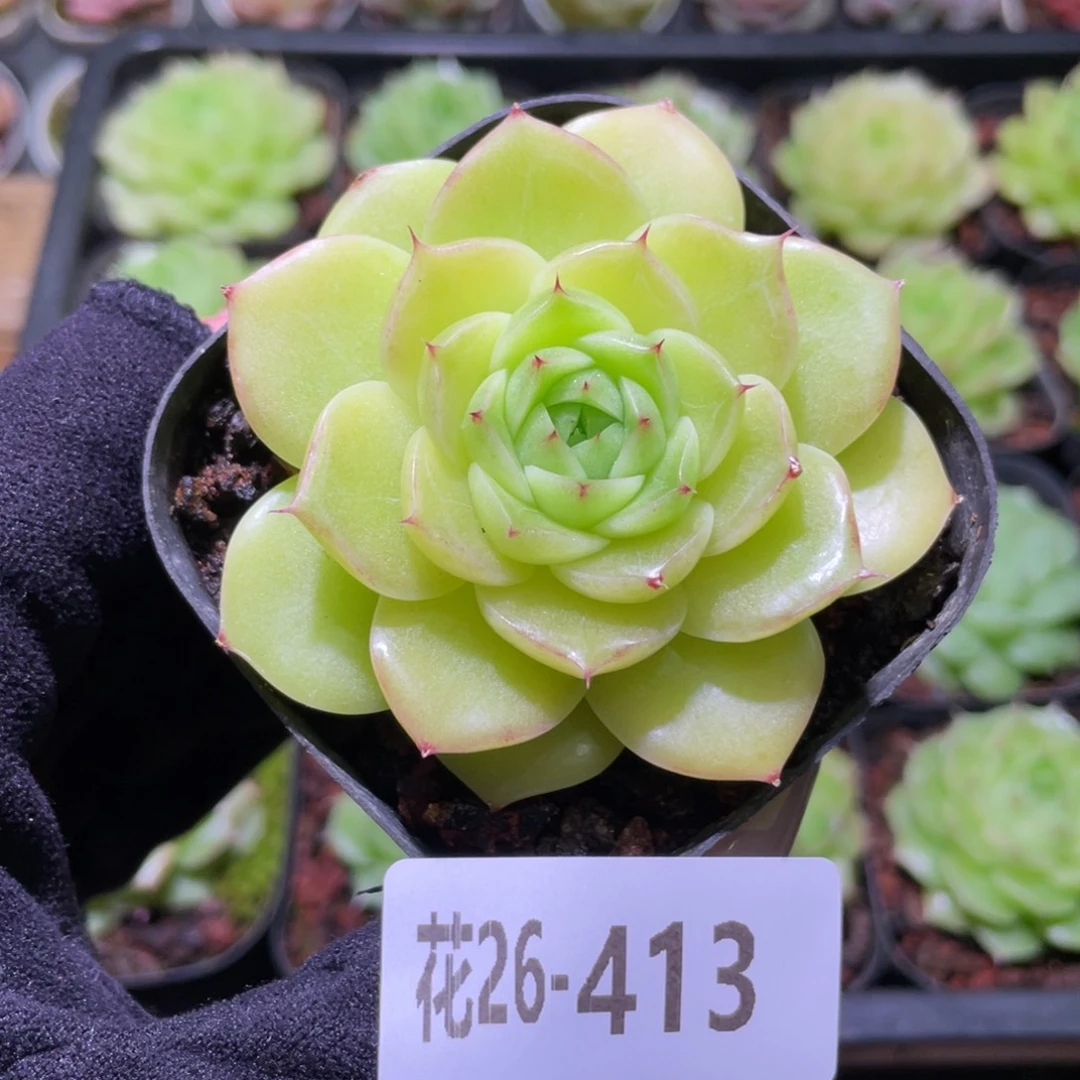 花利美26-413麦秆