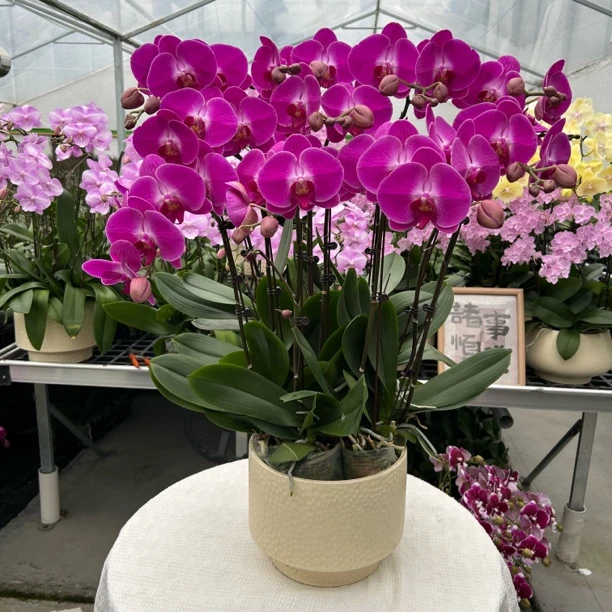 【春羽】精品绿植  紫色大花 蝴蝶兰