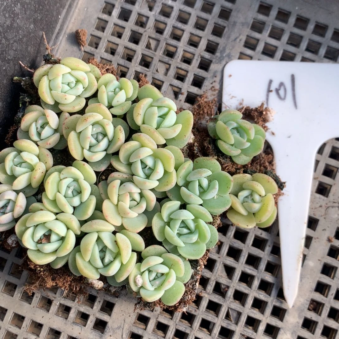 101号七妹切糕一组包邮