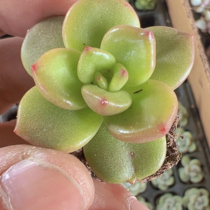 苹果花精品多肉植物