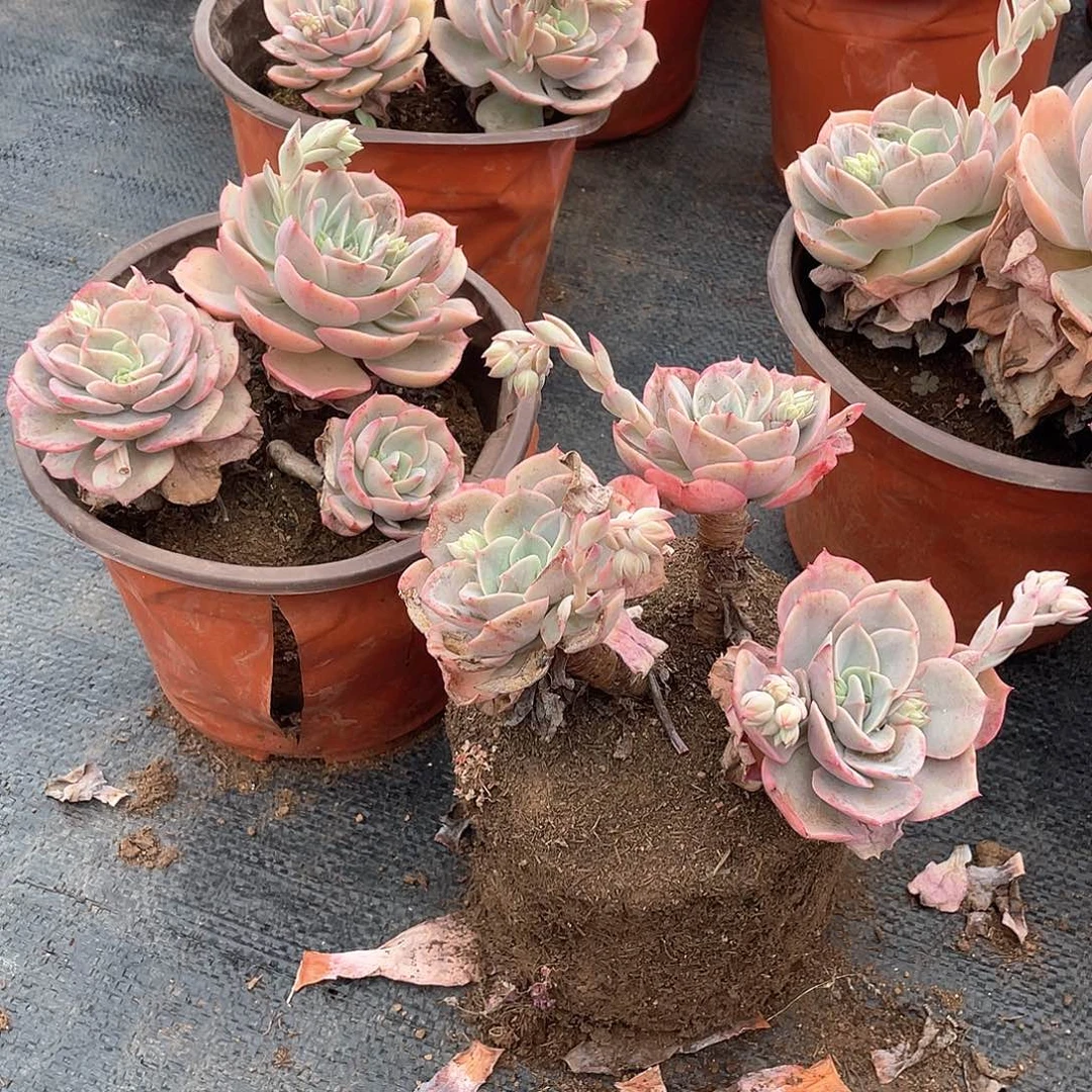 蓝色苍鹭9.9米  量拍多肉