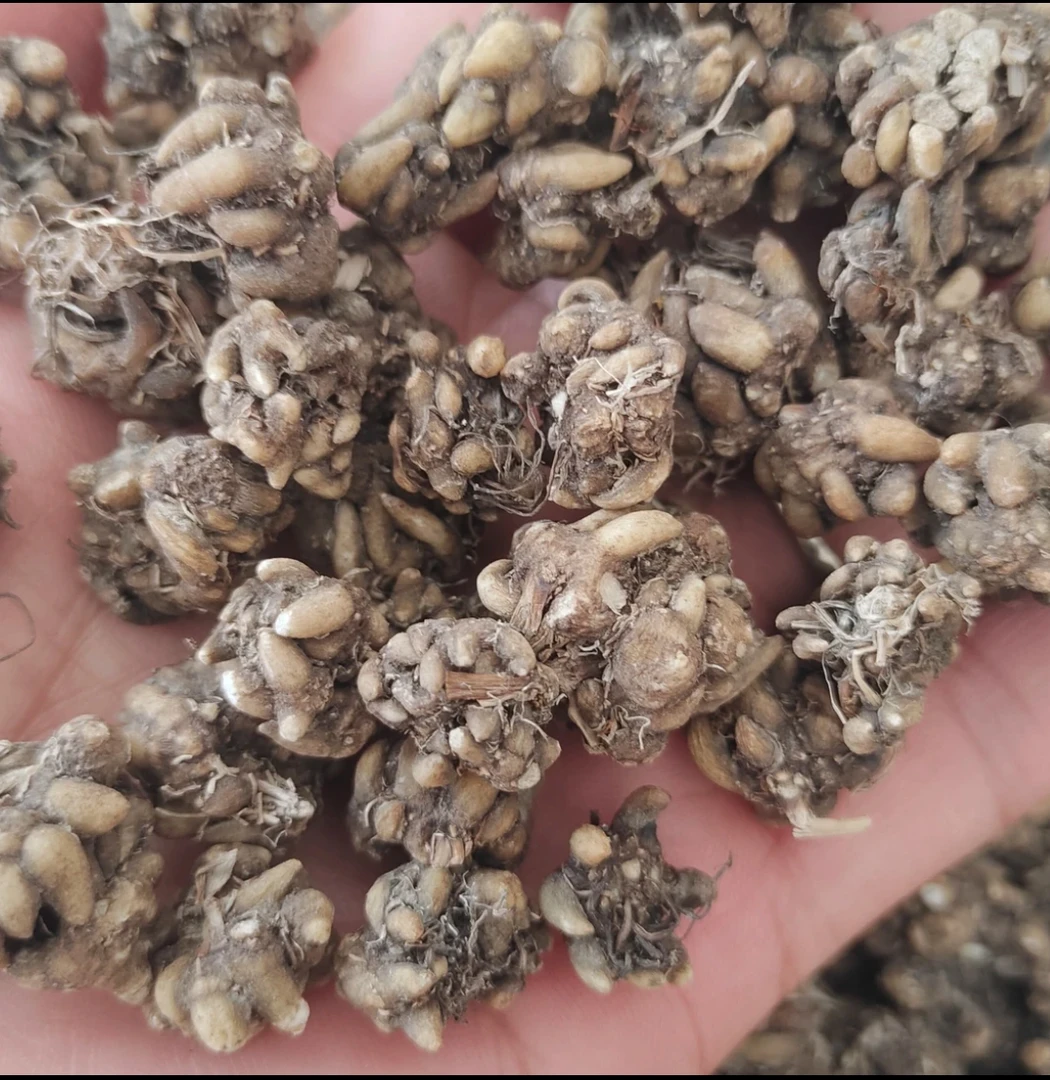 云南下山干货喵爪草品质优良可搭大枣煮水