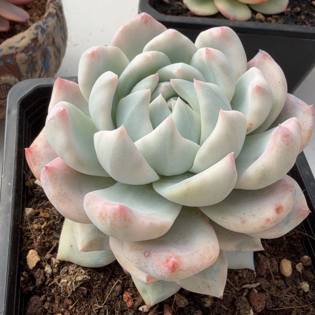 蓝鸟变异 安吉园艺锦锦