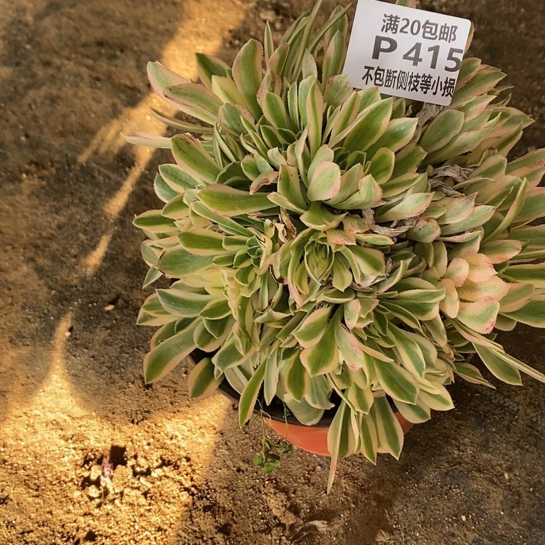 415艳凝老桩多肉
