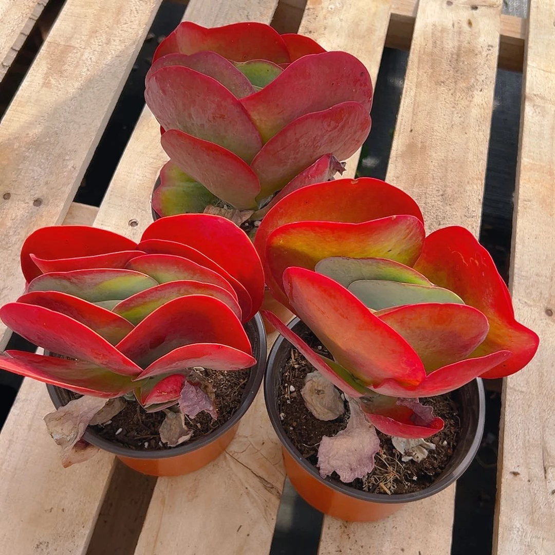 唐印多肉，满18包邮