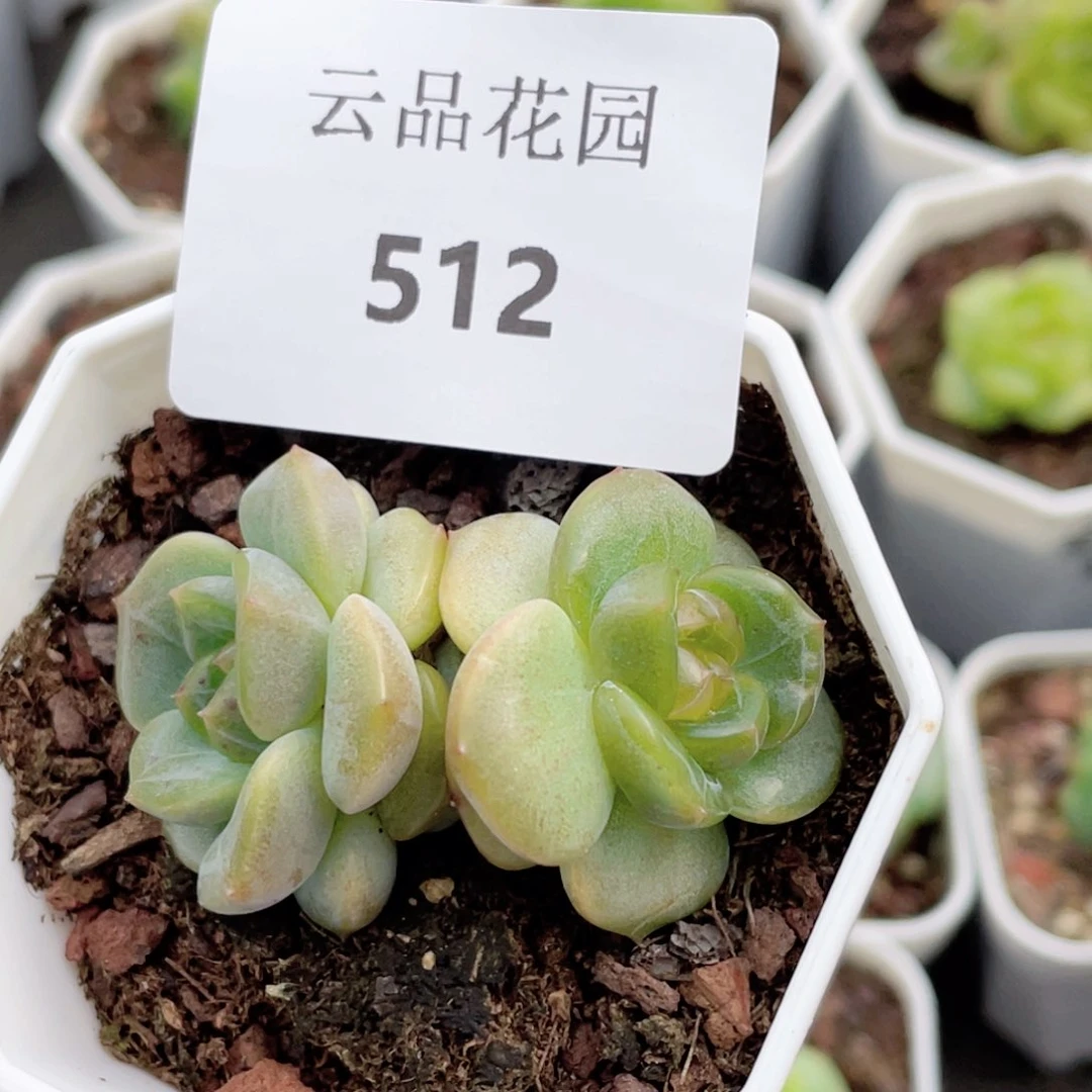 512号糖心冰心珍妮